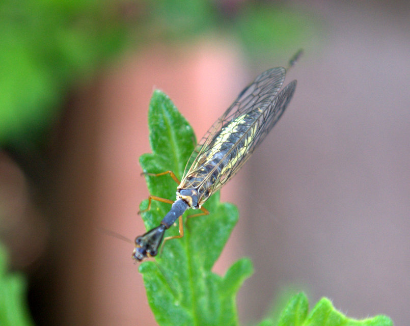 Raphidioptera - Tevenyakú-fátyolkák