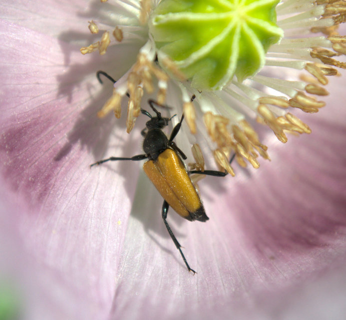 Stictoleptura fulva - vörhenyes virágcincér