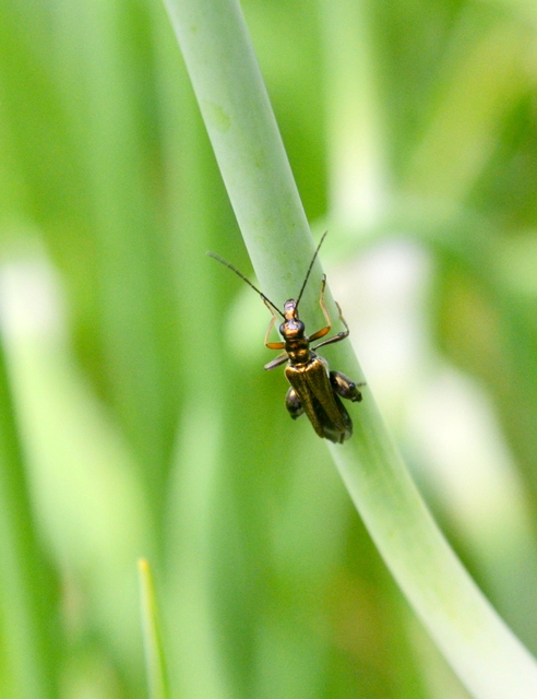 Oedemera flavipes - sárgalábú álcincér Oedemera flavipes - sárgalábú álcincér