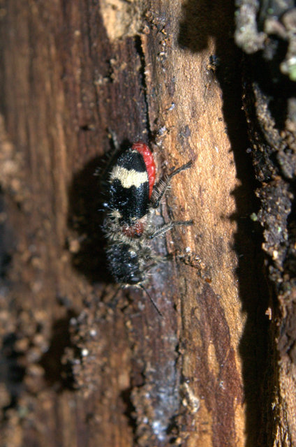Clerus mutillarius - feketenyakú szúfarkas