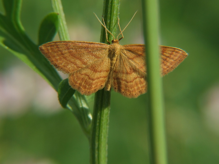 Idaea ochrata - okkerszínű sávosaraszoló
