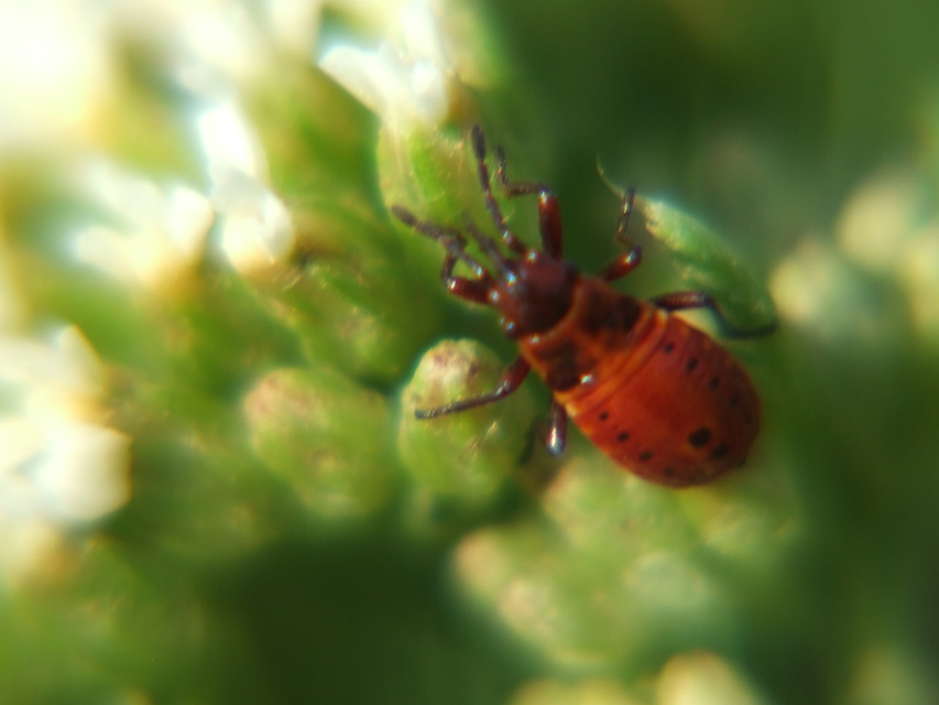 Spilostethus saxatilis - virágbodobács
