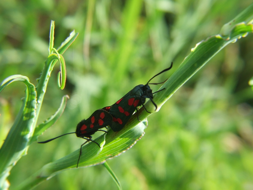 Zygaena filipendulae - acélszínű csüngőlepke