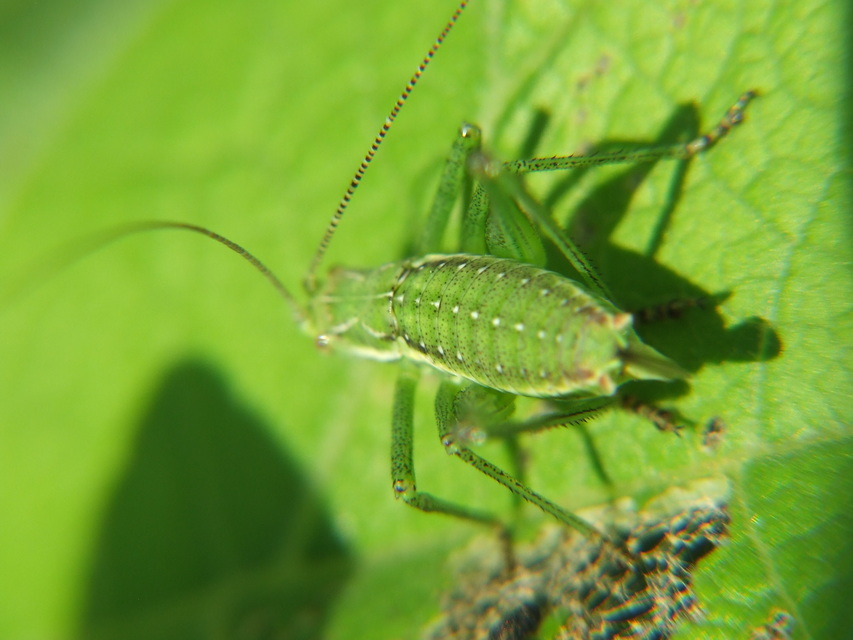 Leptophyes albovittata - közönséges virágszöcske