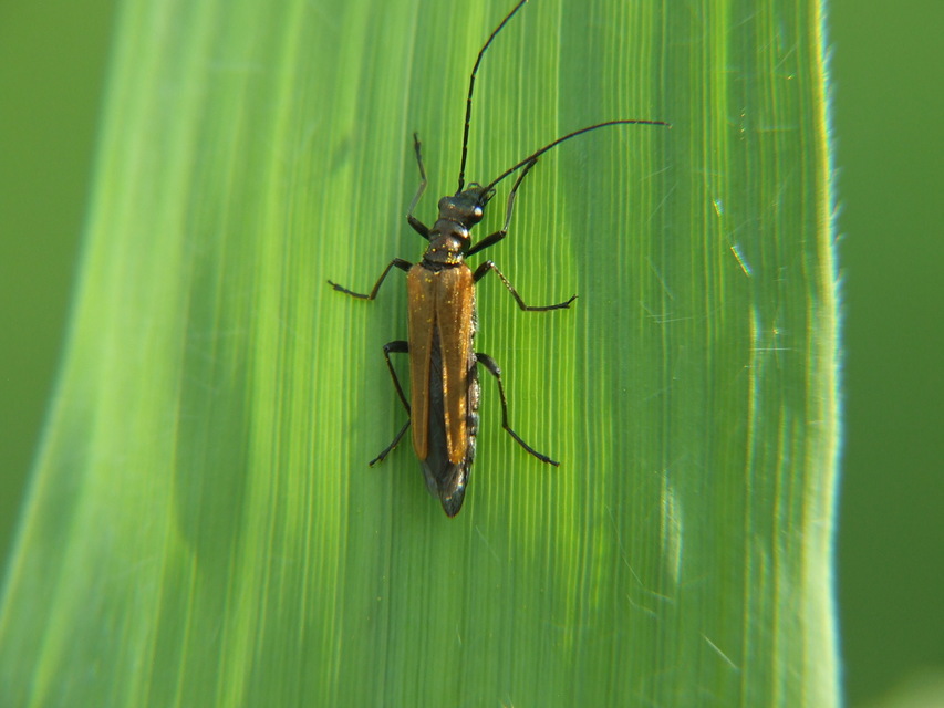 Oedemera femorata - sárgahátú álcincér