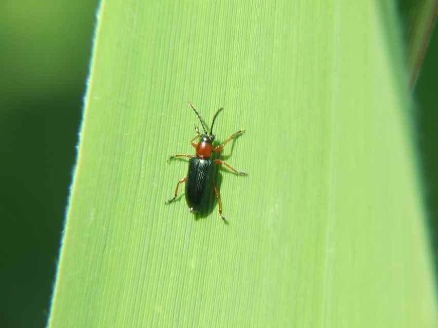Oulema melanopus/duftschmidi