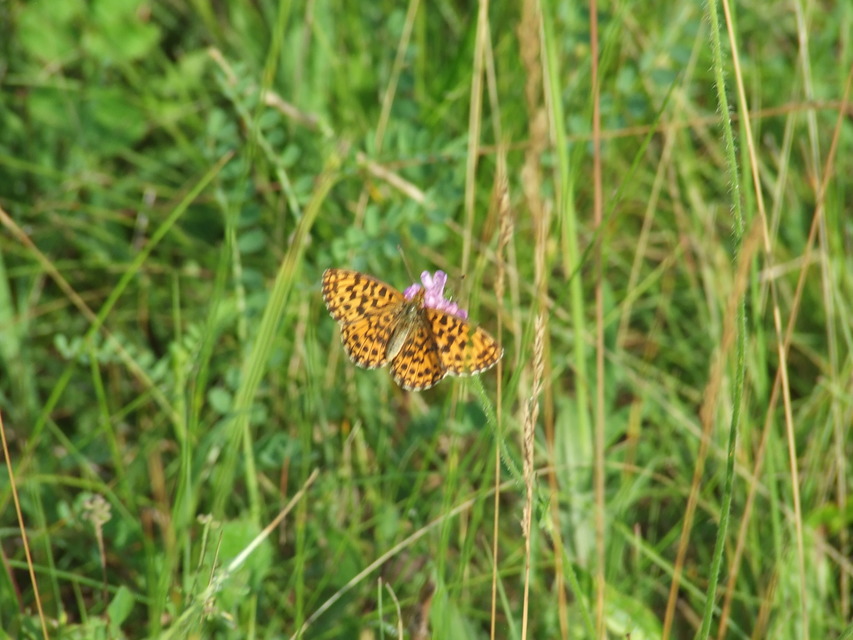 Boloria dia - kis gyöngyházlepke