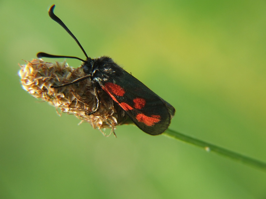 Zygaena loti - közönséges csüngőlepke