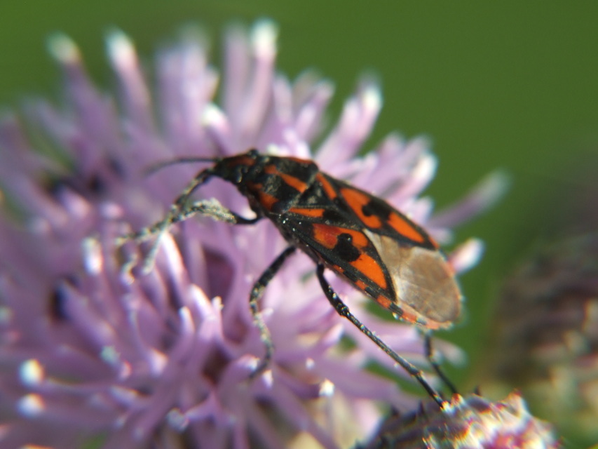 Spilostethus saxatilis - virágbodobács