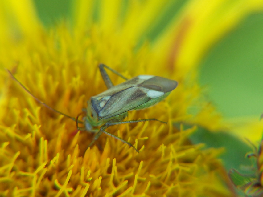 Adelphocoris lineolatus - lucernapoloska