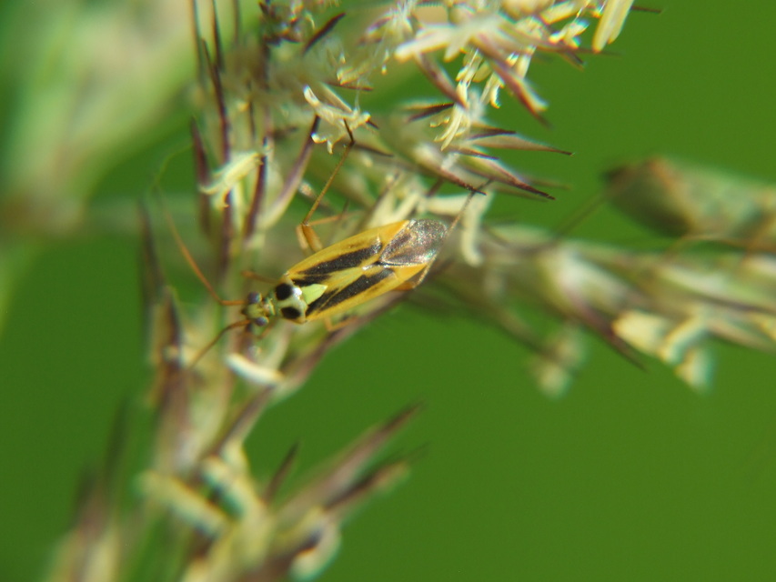 Stenotus binotatus - kétfoltos mezeipoloska