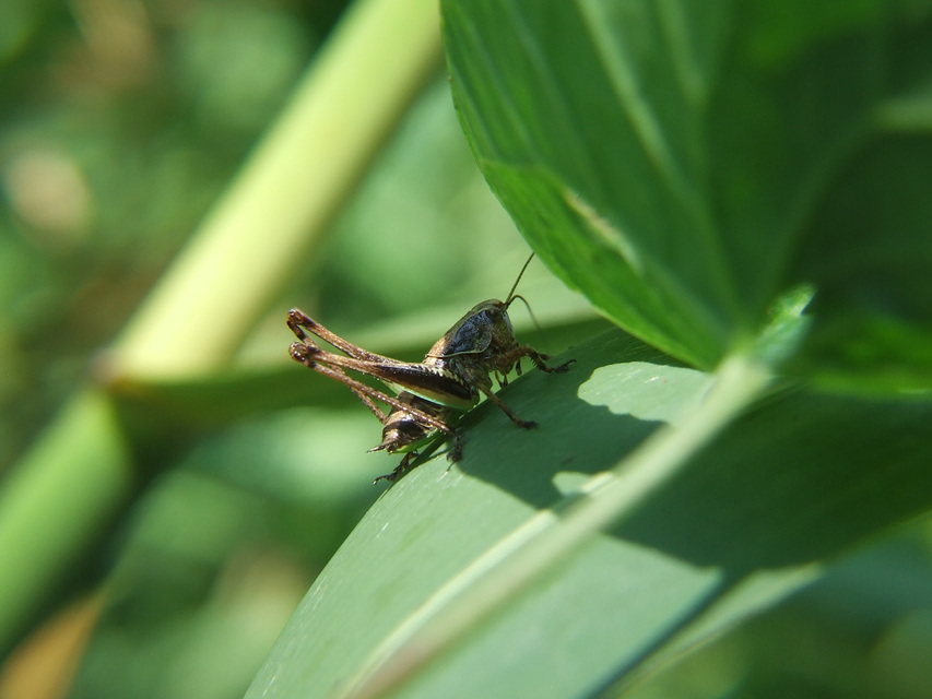 Pholidoptera griseoaptera - szürke avarszöcske