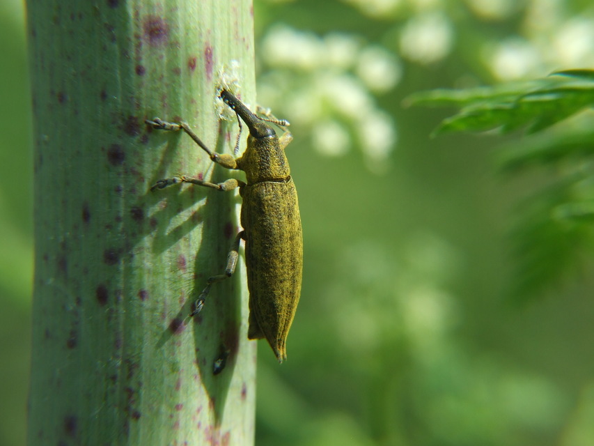 Lixus iridis - bürökfúró dudvabarkó