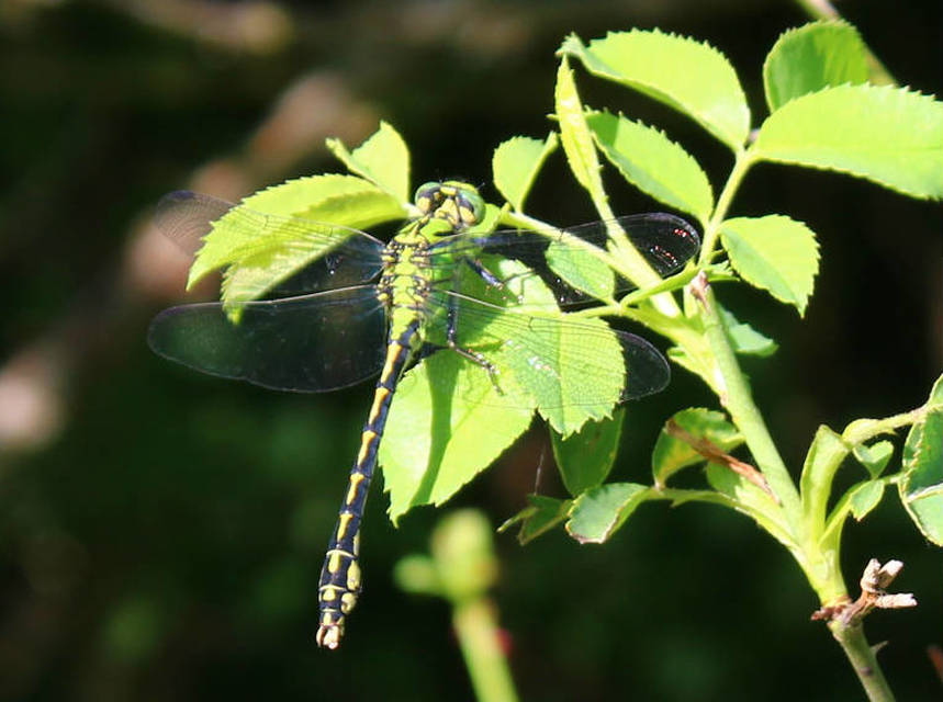 Ophiogomphus cecilia - zöld folyami-szitakötő