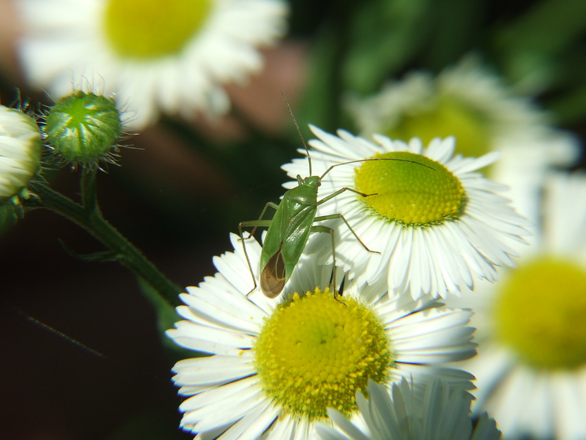 Calocoris affinis