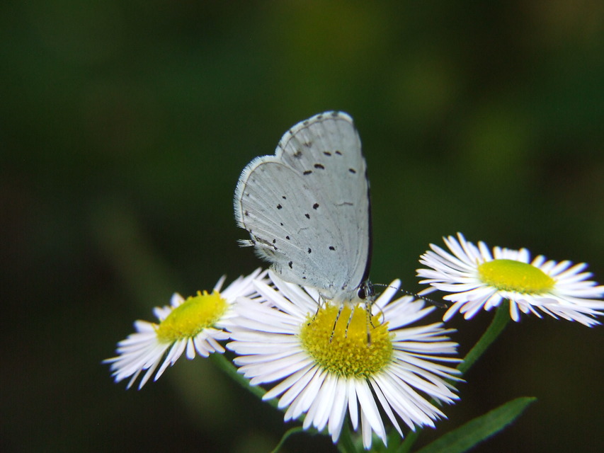 Celastrina argiolus - bengeboglárka