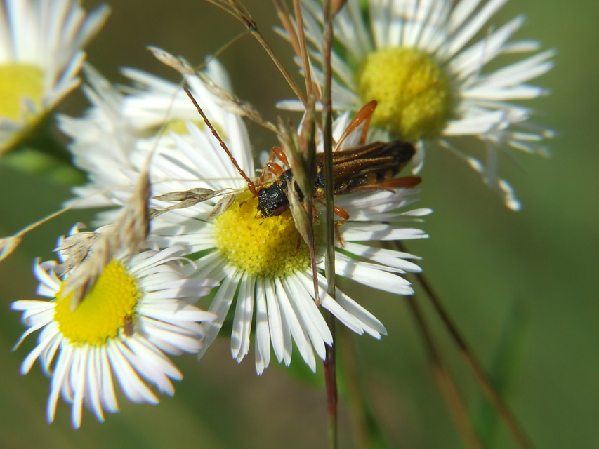 Stenopterus flavicornis - sárgacsápú keskenyfedőscincér