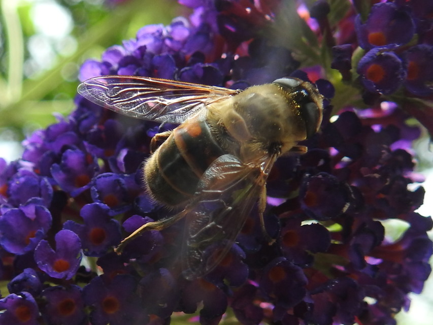 Eristalis tenax - közönséges herelégy