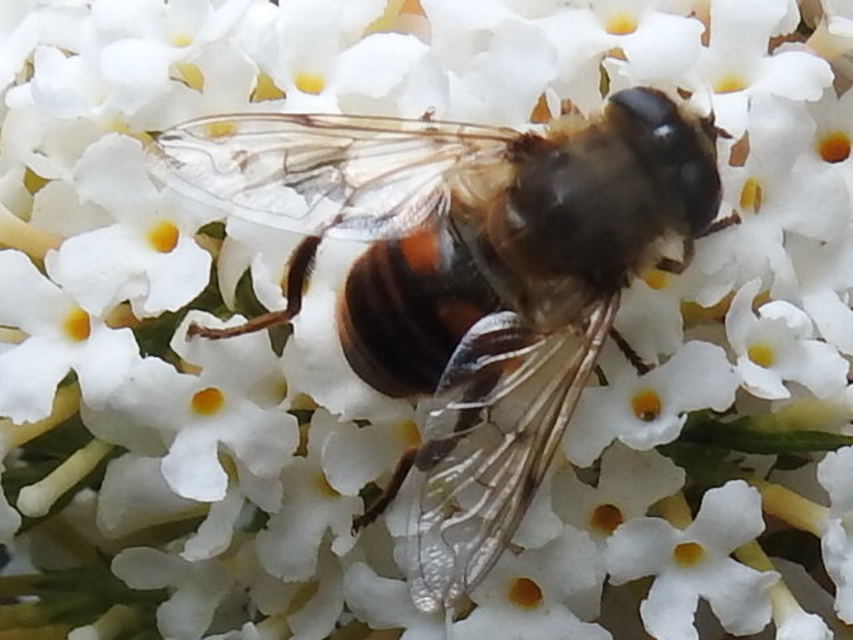 Eristalis tenax - közönséges herelégy