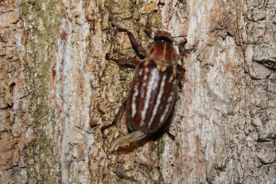 Anoxia orientalis - keleti cserebogár