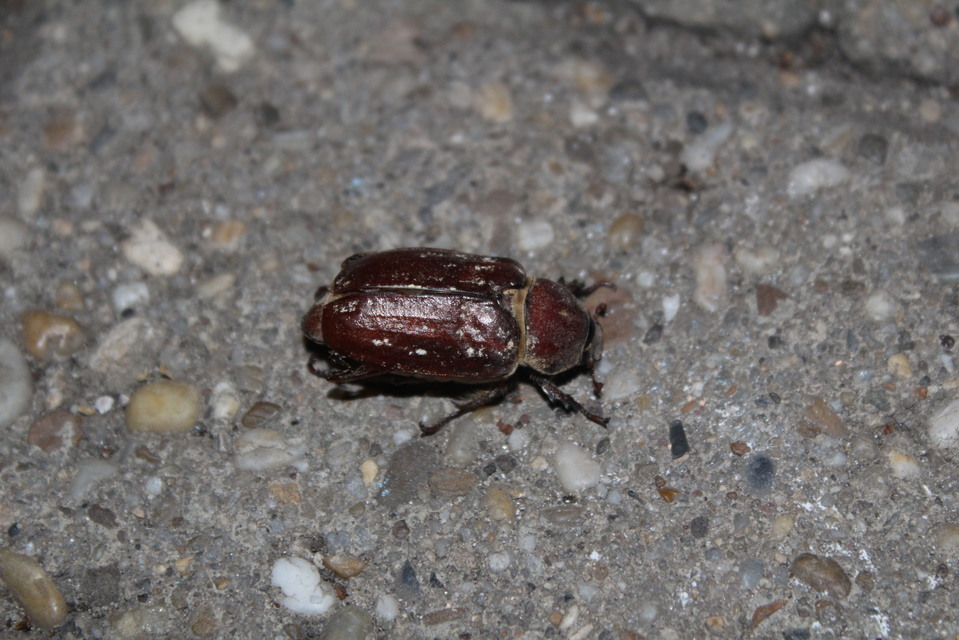 Anoxia orientalis - keleti cserebogár