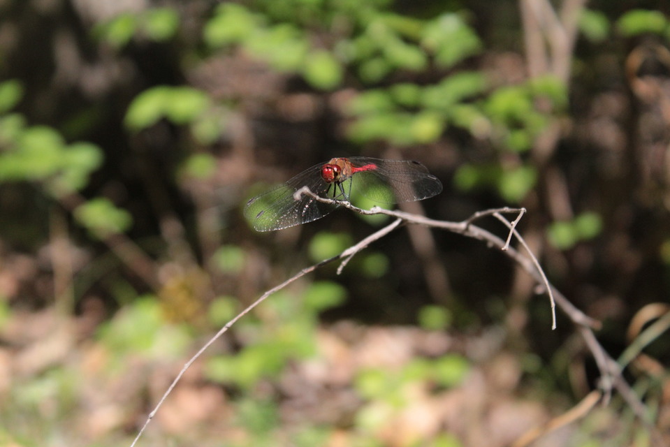 Sympetrum sanguineum - vörös katona-szitakötő