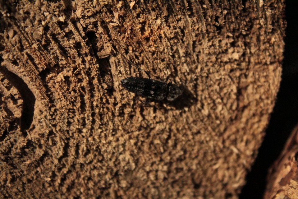 Hylotrupes bajulus - házicincér