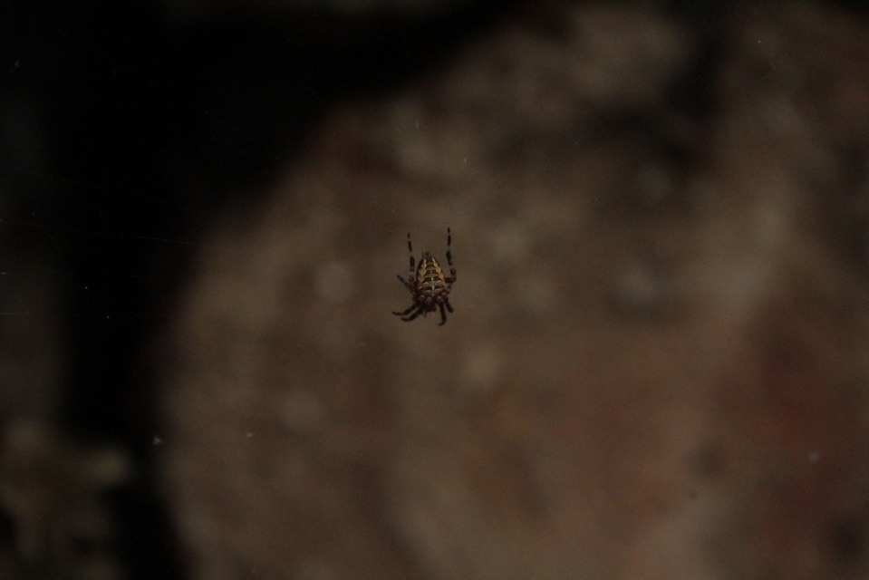 Araneus diadematus - koronás keresztespók
