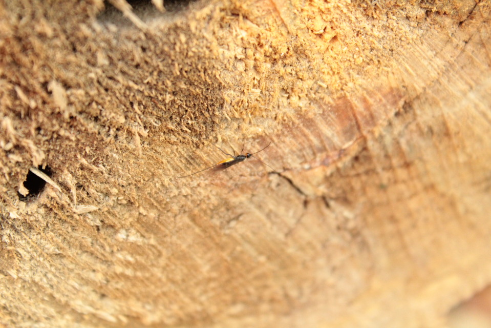 Braconidae - gyilkosfürkészek