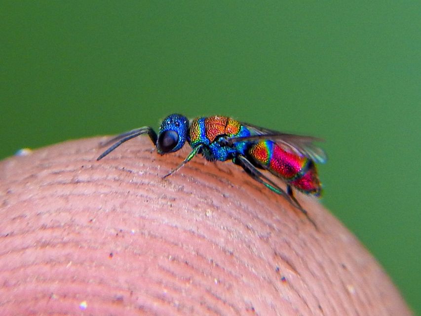 Chrysididae - fémdarazsak