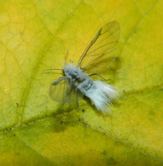Eriosoma