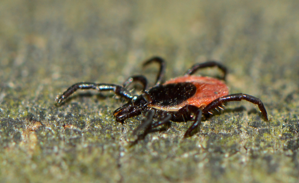 Ixodes ricinus - közönséges kullancs