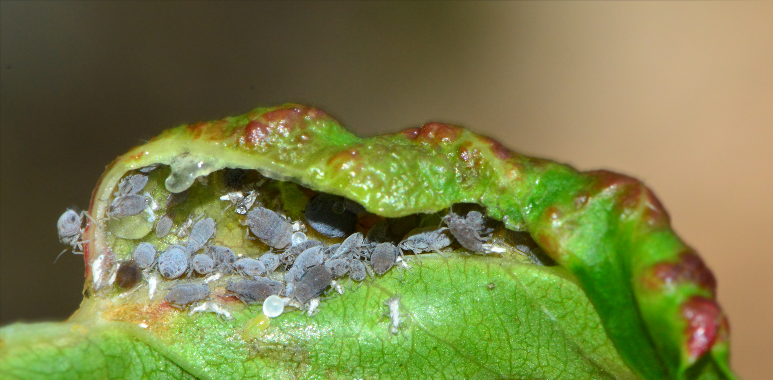 Dysaphis devecta