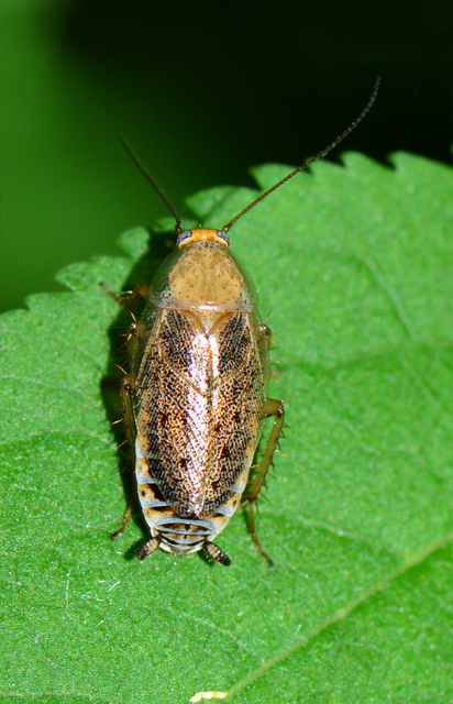 Ectobius