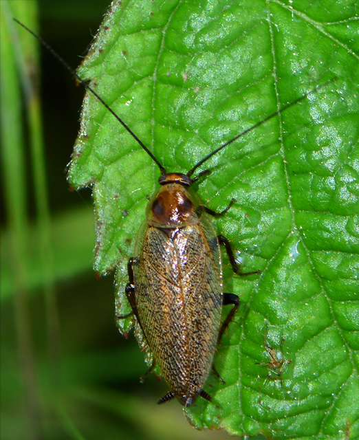 Ectobius erythronotus - sárgatorú erdeicsótány