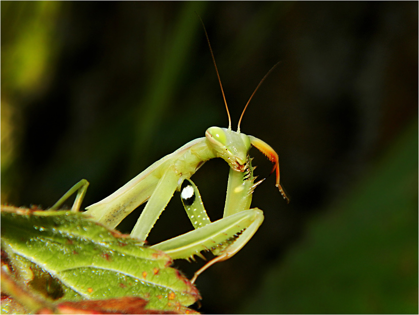 Mantis religiosa - imádkozósáska