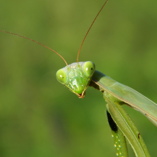 Mantis religiosa - imádkozósáska