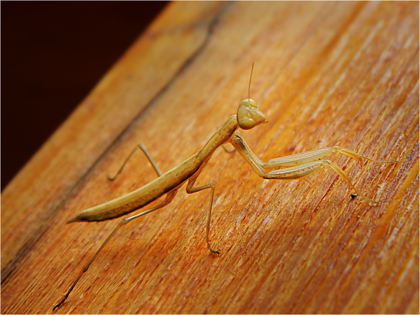 Mantis religiosa - imádkozósáska