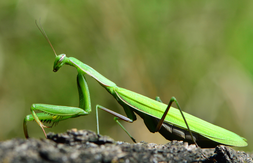 Mantis religiosa - imádkozósáska