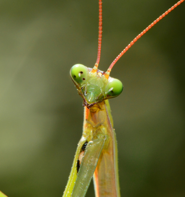 Mantis religiosa - imádkozósáska