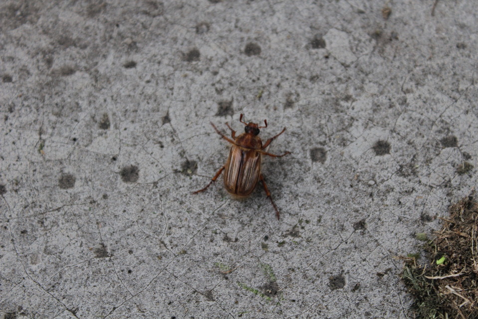 Amphimallon solstitiale - bordás sárgacserebogár