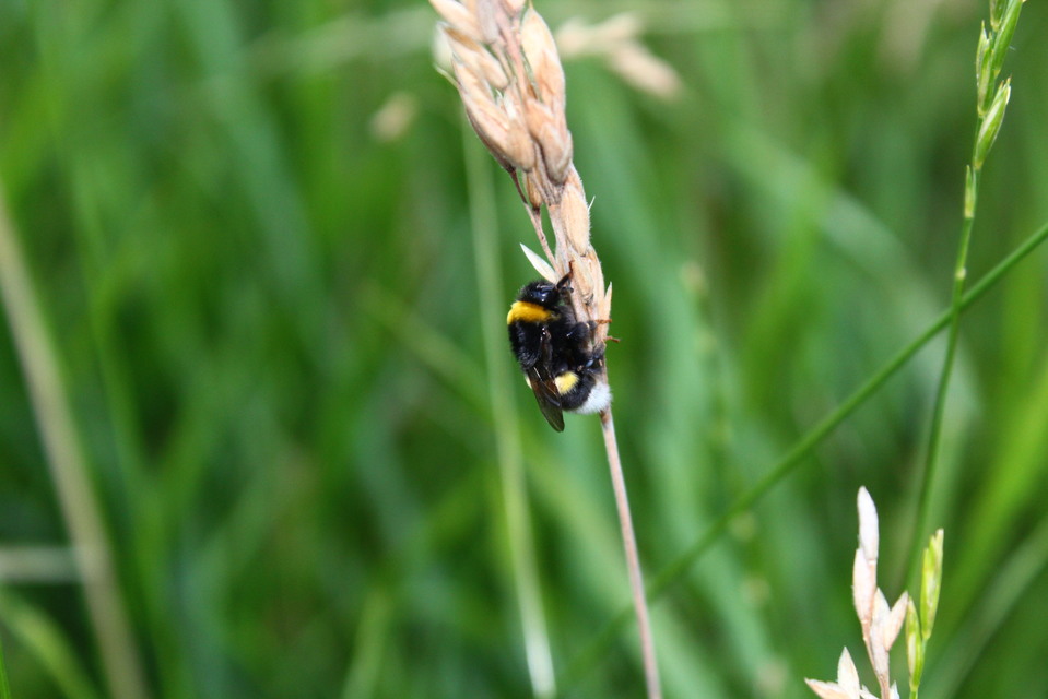 Bombus terrestris/lucorum