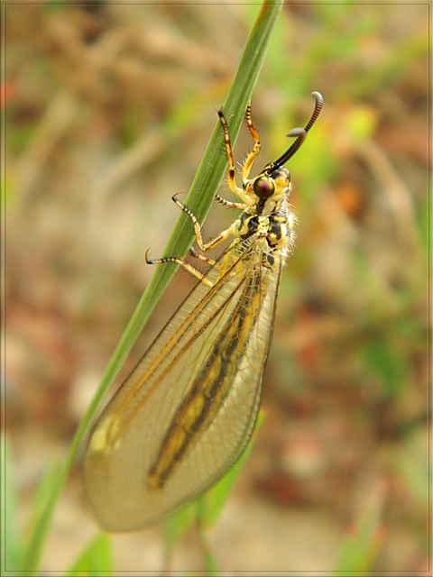 Myrmecaelurus trigrammus - hangyafarkas