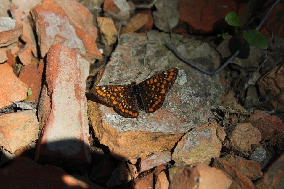 Euphydryas maturna - díszes tarkalepke