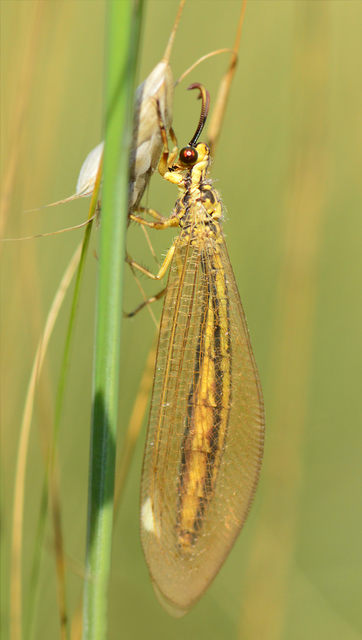 Myrmecaelurus trigrammus - hangyafarkas