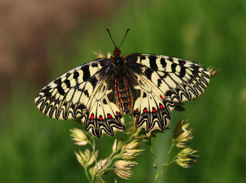 Zerynthia polyxena - farkasalmalepke