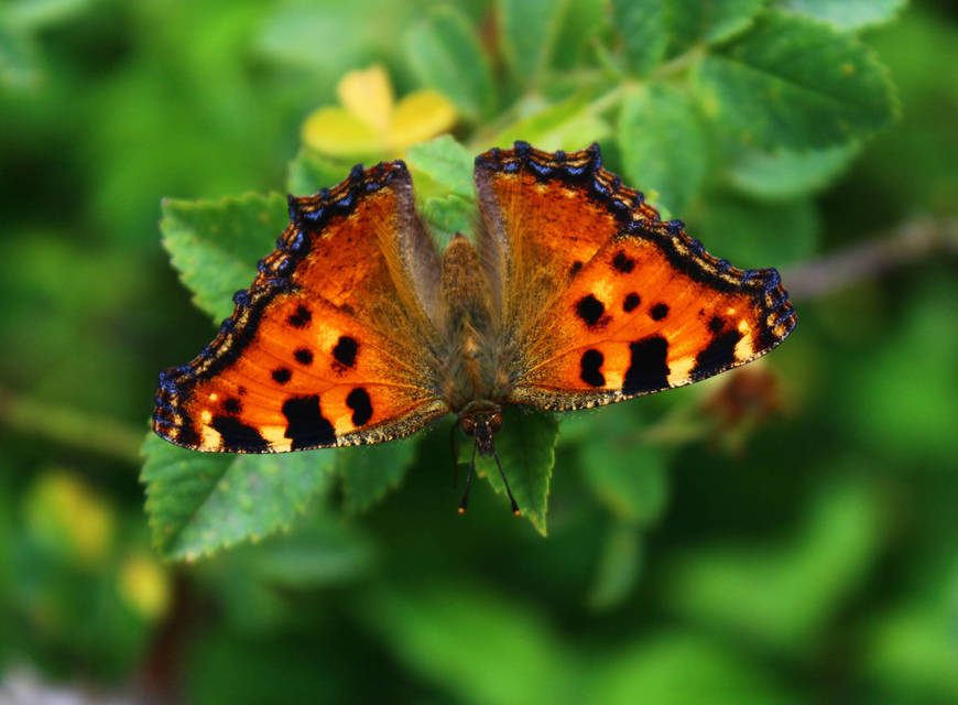 Nymphalis polychloros - nagy rókalepke