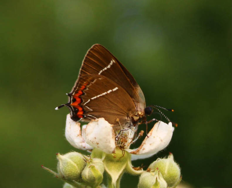 Satyrium w-album - szilfa-csücsköslepke