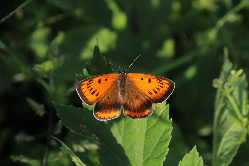 Lycaena dispar rutilus - nagy tűzlepke