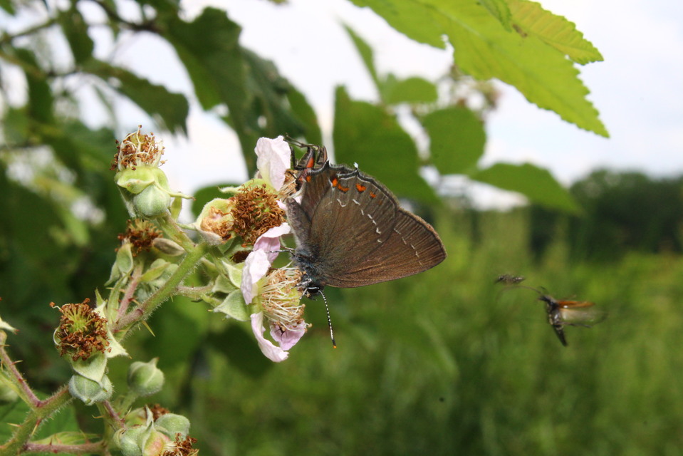 Satyrium ilicis - tölgyfa-csücsköslepke